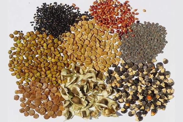 Canihua: propiedades y usos de las semillas saludables