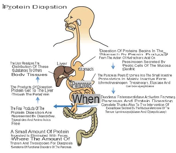 Digestión de proteínas
