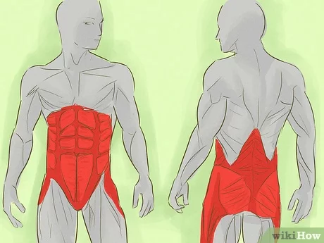 Músculo transversal del abdomen | ¿Cómo entrenarlo?
