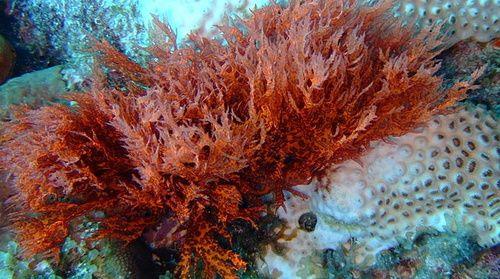 Algas rojas: propiedades, uso y contraindicaciones.