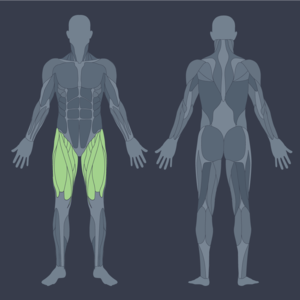 Extensión de pierna | Como se hace Músculos involucrados y errores comunes.