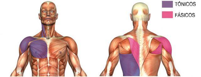 Músculos posturales y tónicos fásicos: ¿cuáles entrenar y por qué?