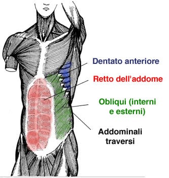 Tipos de abdominales | ¿Qué son y cómo desarrollarlos?