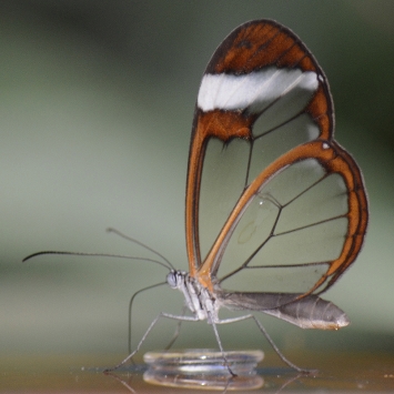 El efecto mariposa: o cómo recuperar tu vida
