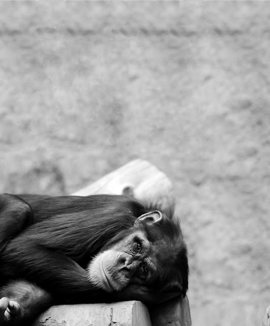Cooperación en humanos y primates