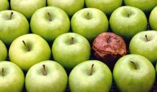 La teoría de la manzana podrida: malos compañeros