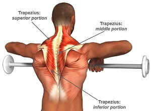 Músculo trapecio | Anatomía y ejercicios para el trapecio.